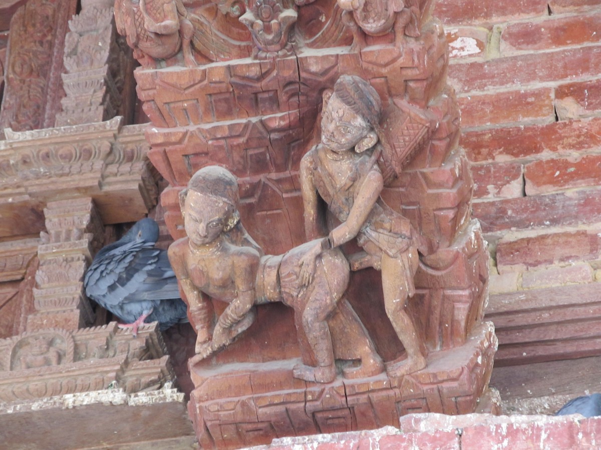 Rock Pigeon (Feral Pigeon) - ML643063477