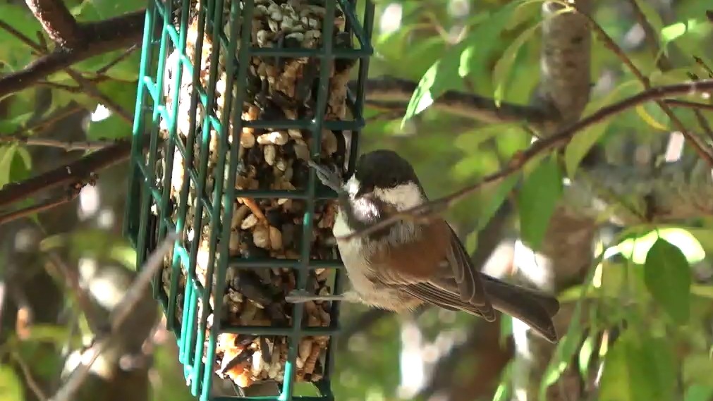 Chestnut-backed Chickadee - Bruce Schine