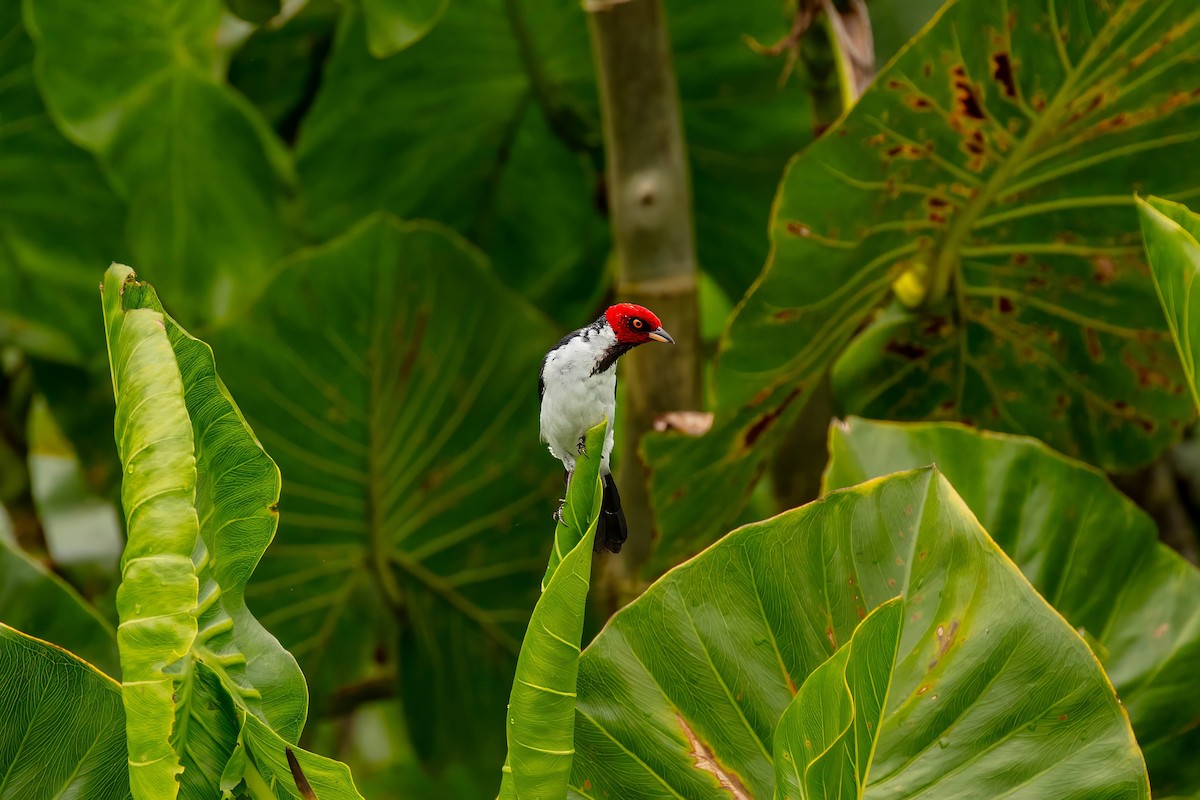 Red-capped Cardinal - ML643063500