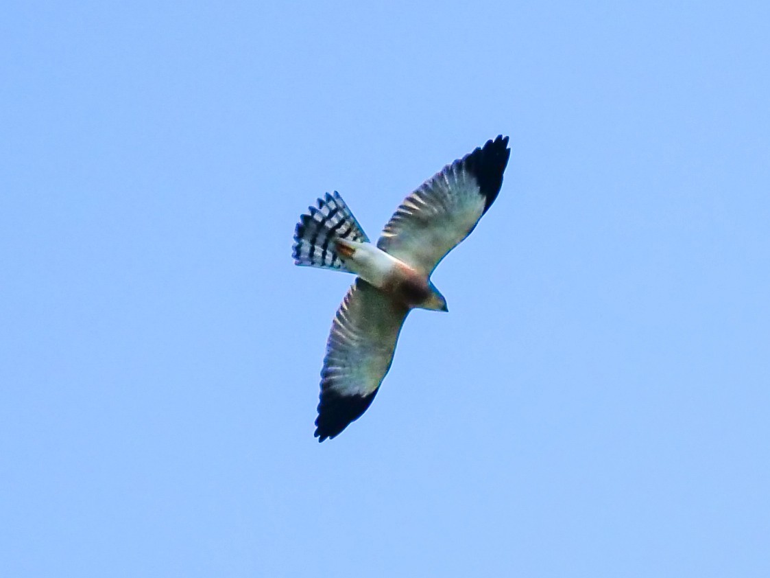 Chinese Sparrowhawk - ML643063505