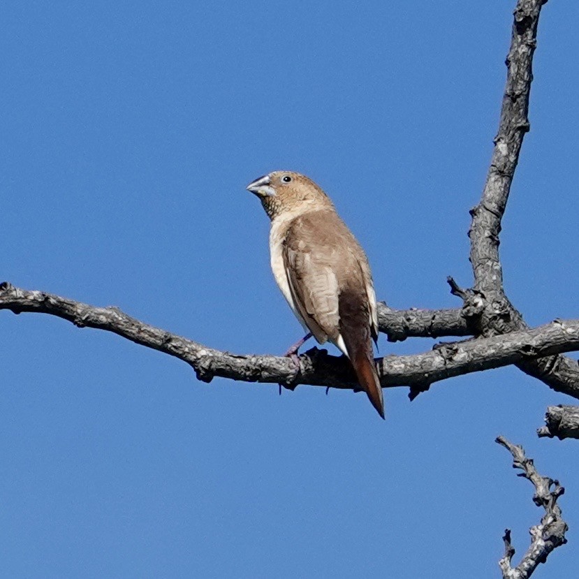 African Silverbill - ML643063508