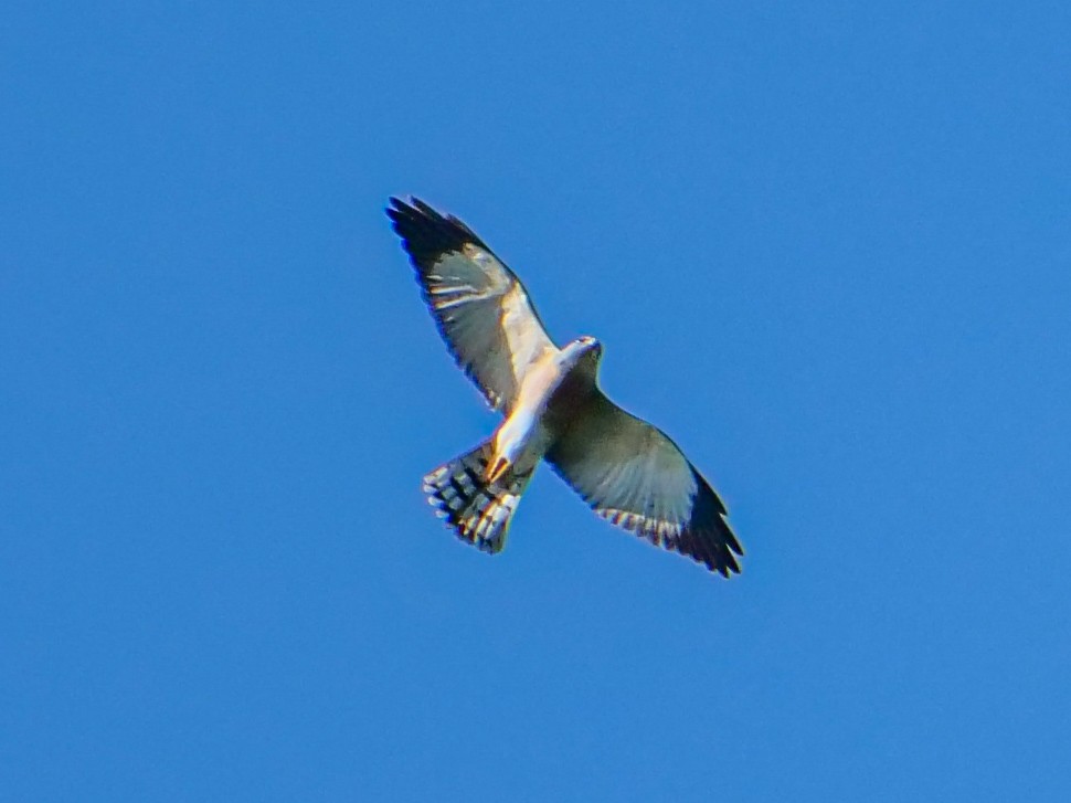 Chinese Sparrowhawk - ML643063510