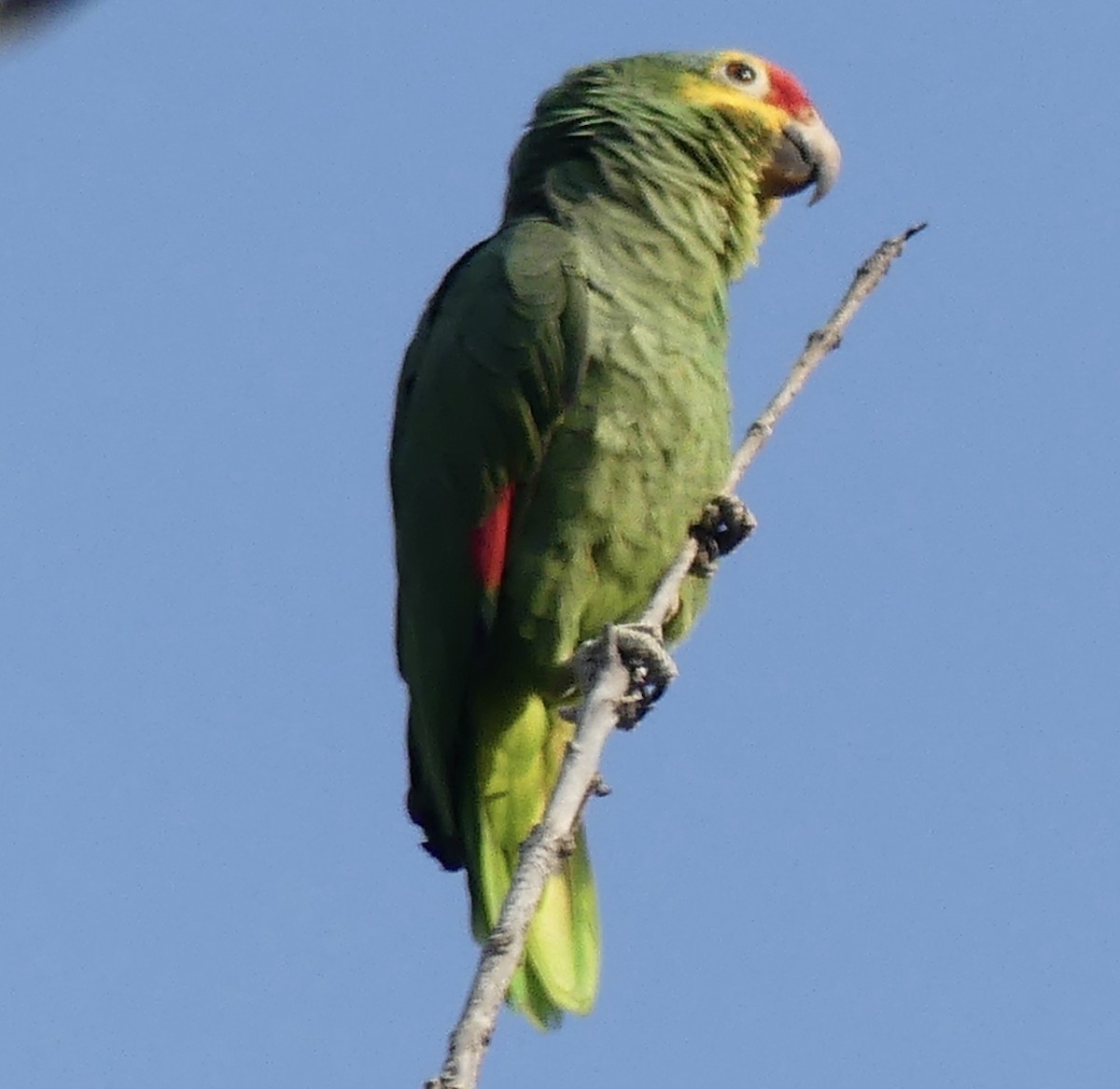 Red-lored Amazon - ML643063518