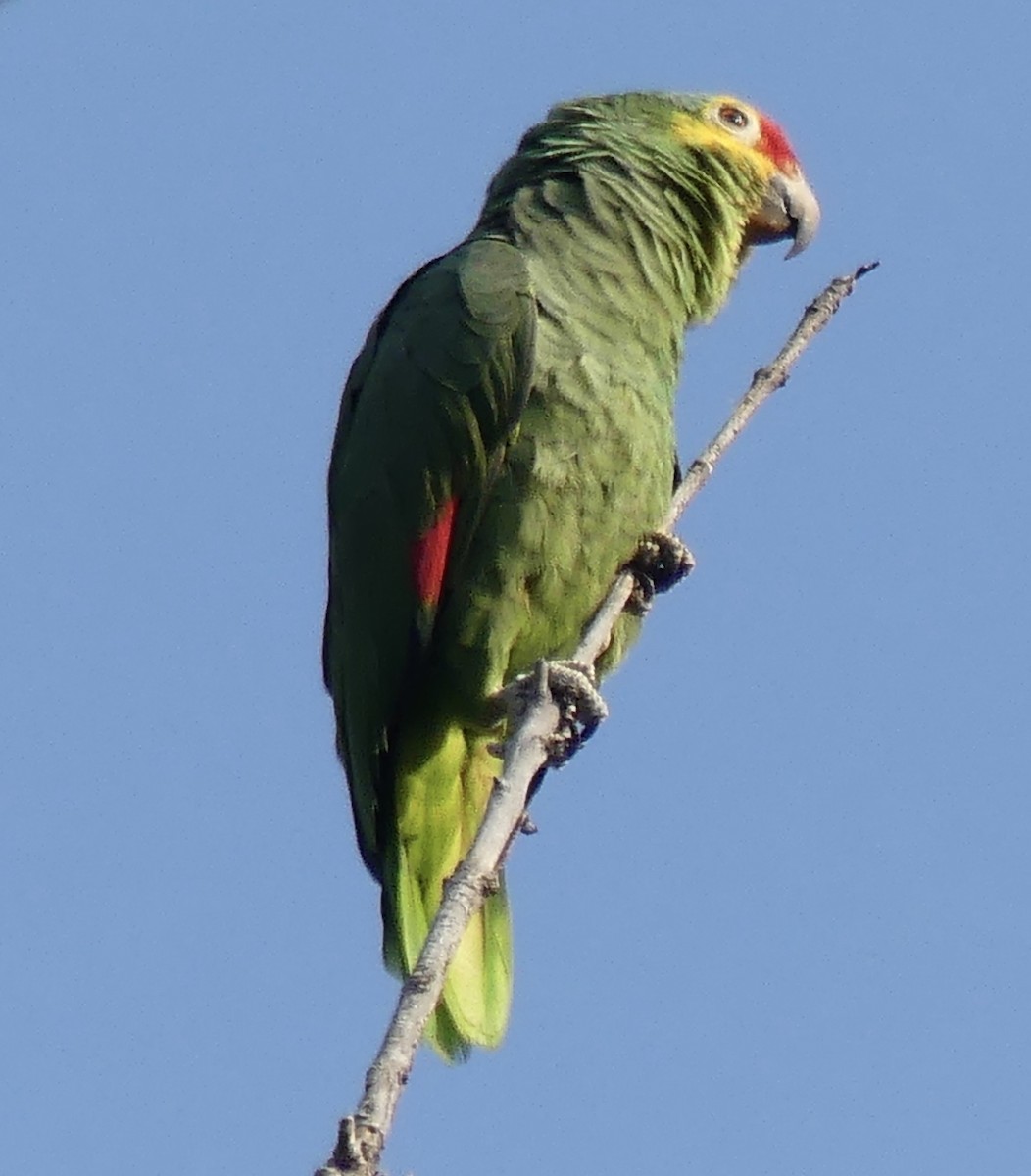 Red-lored Amazon - ML643063519