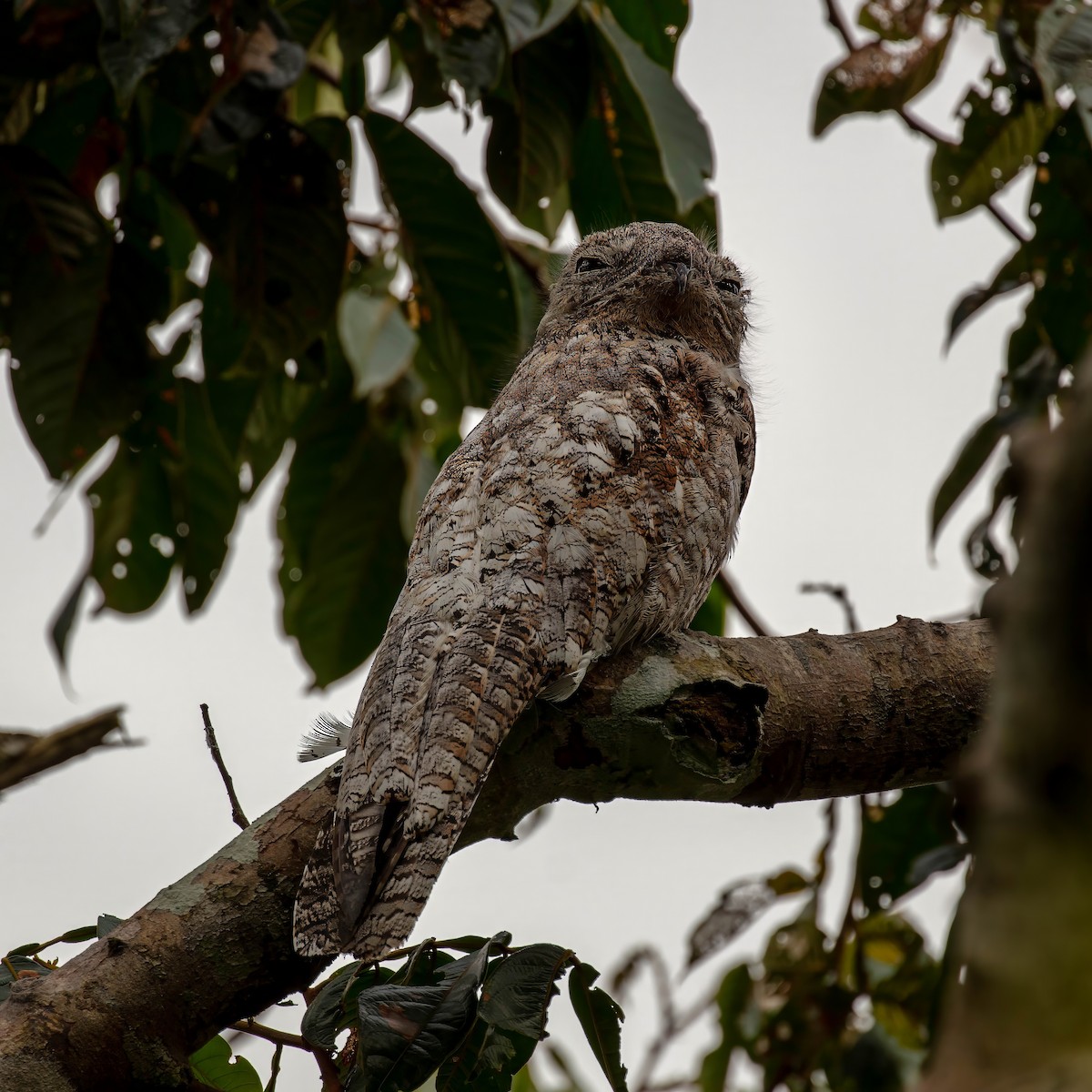 Great Potoo - ML643063536