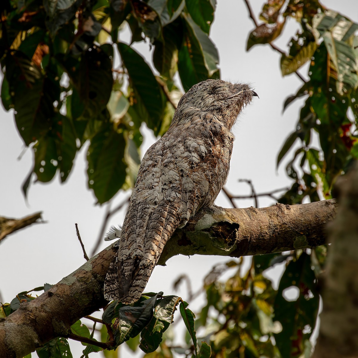 Great Potoo - ML643063537