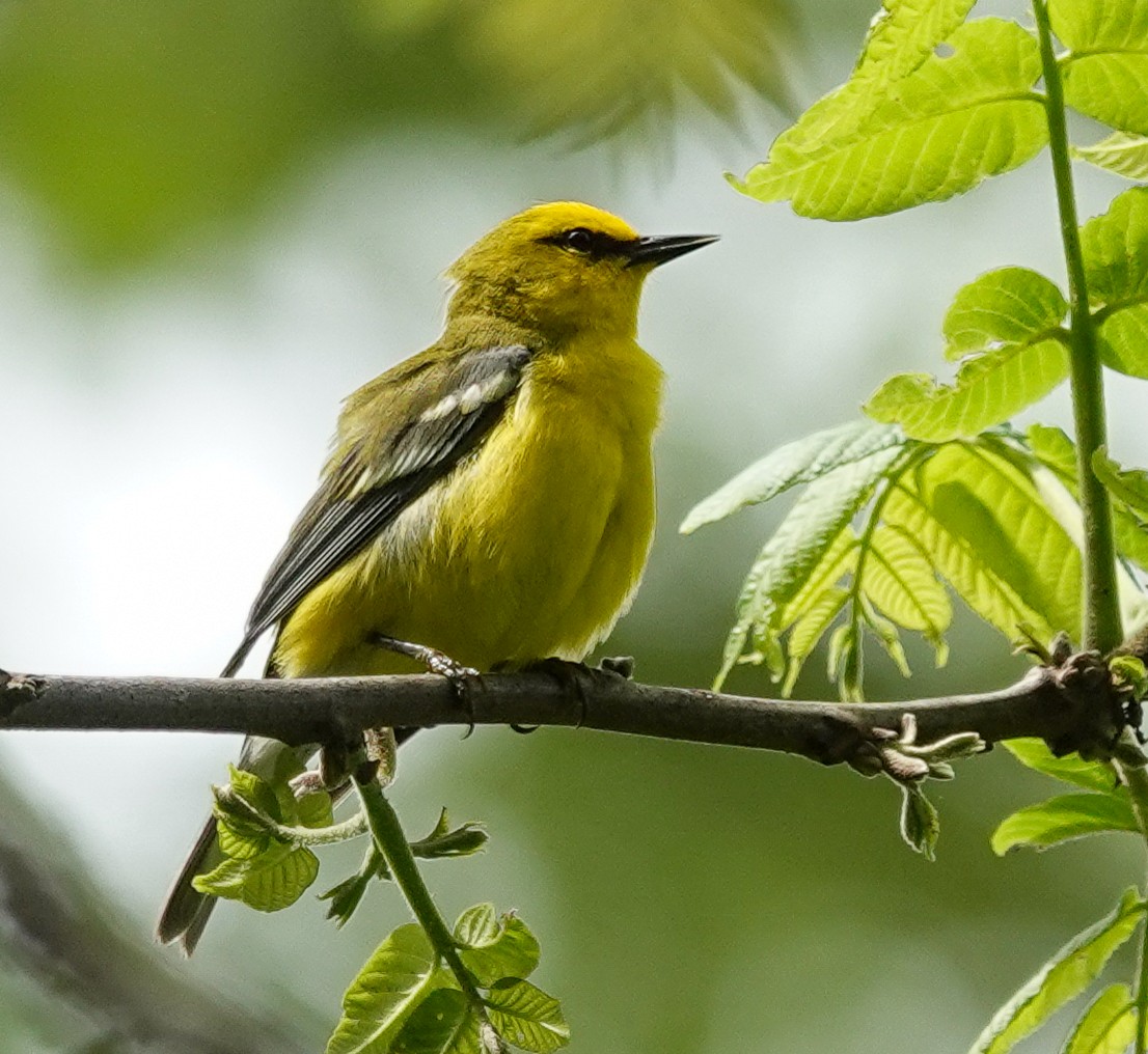 Blue-winged Warbler - ML643063546
