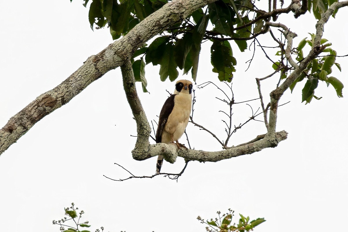 Laughing Falcon - ML643063549