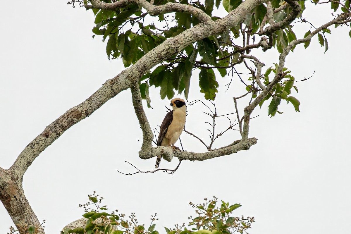 Laughing Falcon - ML643063550