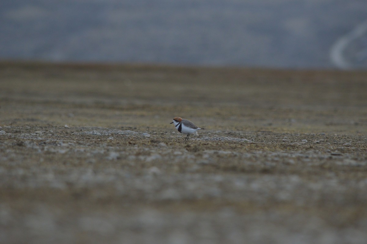 Two-banded Plover - ML643063604