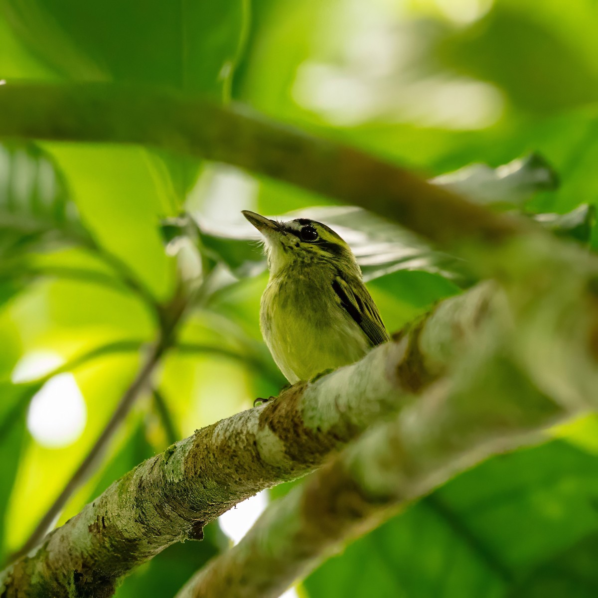 Yellow-browed Tody-Flycatcher - ML643063613