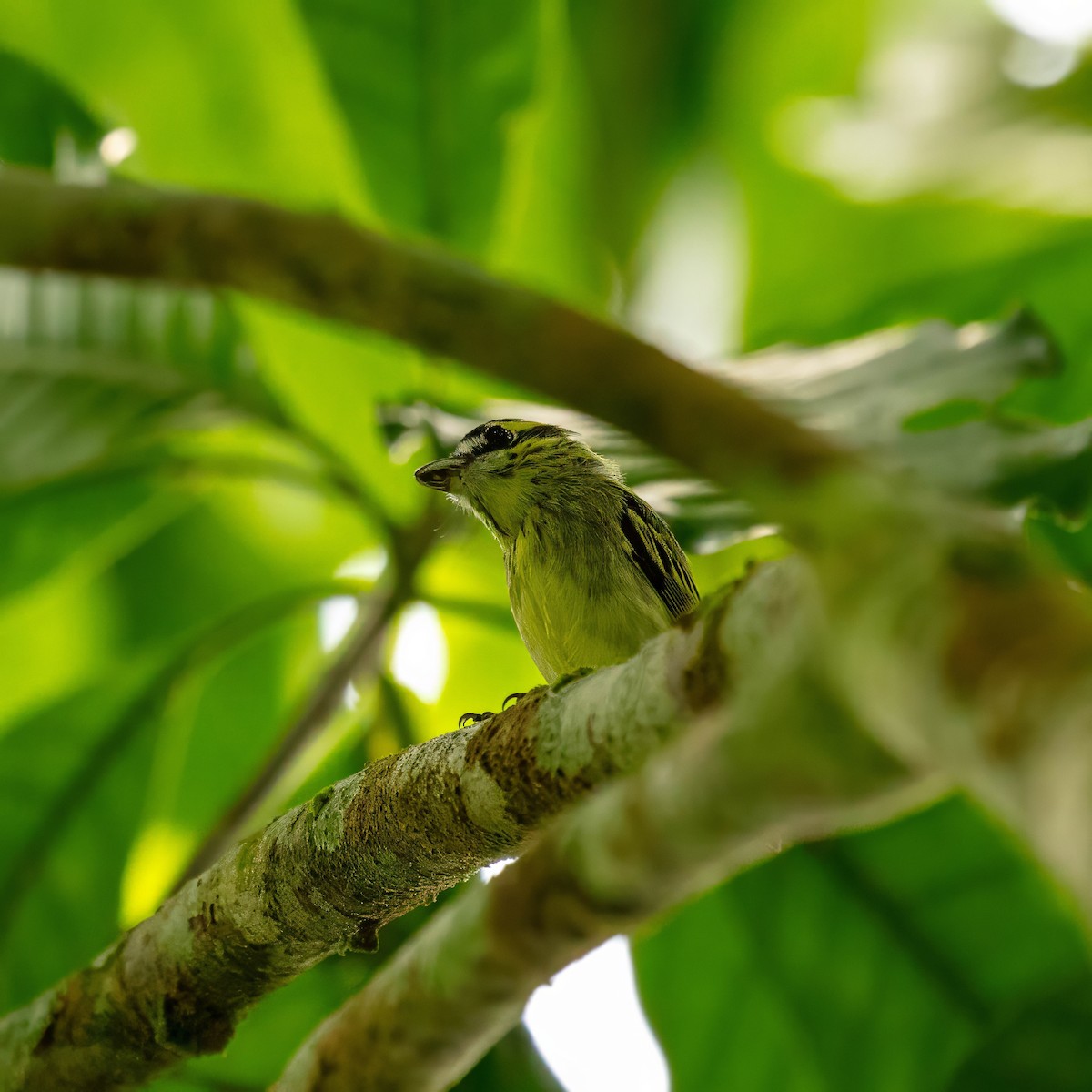 Yellow-browed Tody-Flycatcher - ML643063614