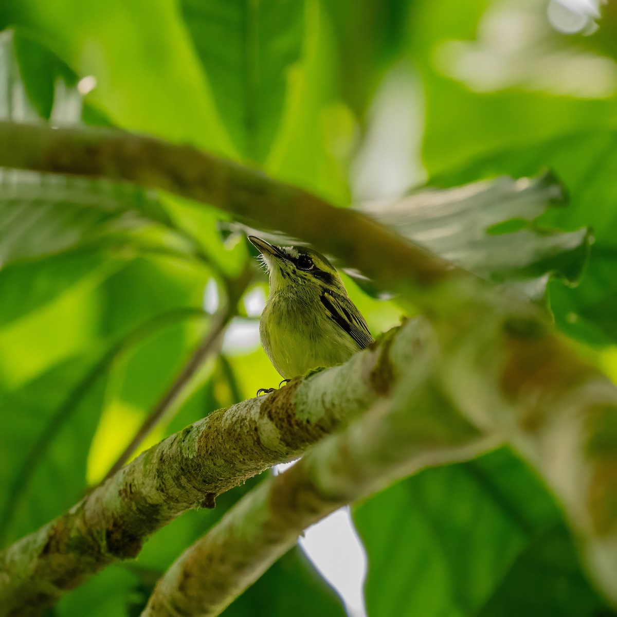 Yellow-browed Tody-Flycatcher - ML643063615