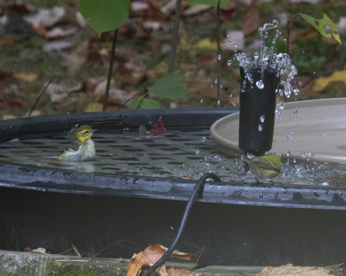 マミジロアメリカムシクイ - ML643063625