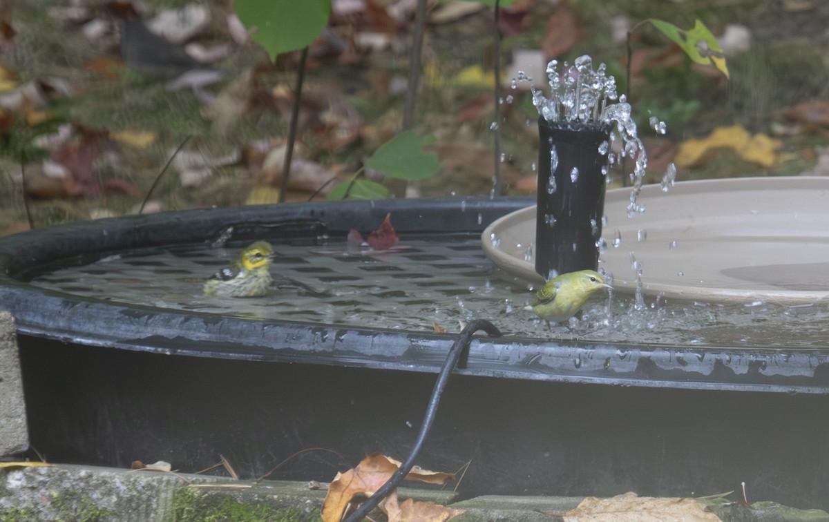 マミジロアメリカムシクイ - ML643063626