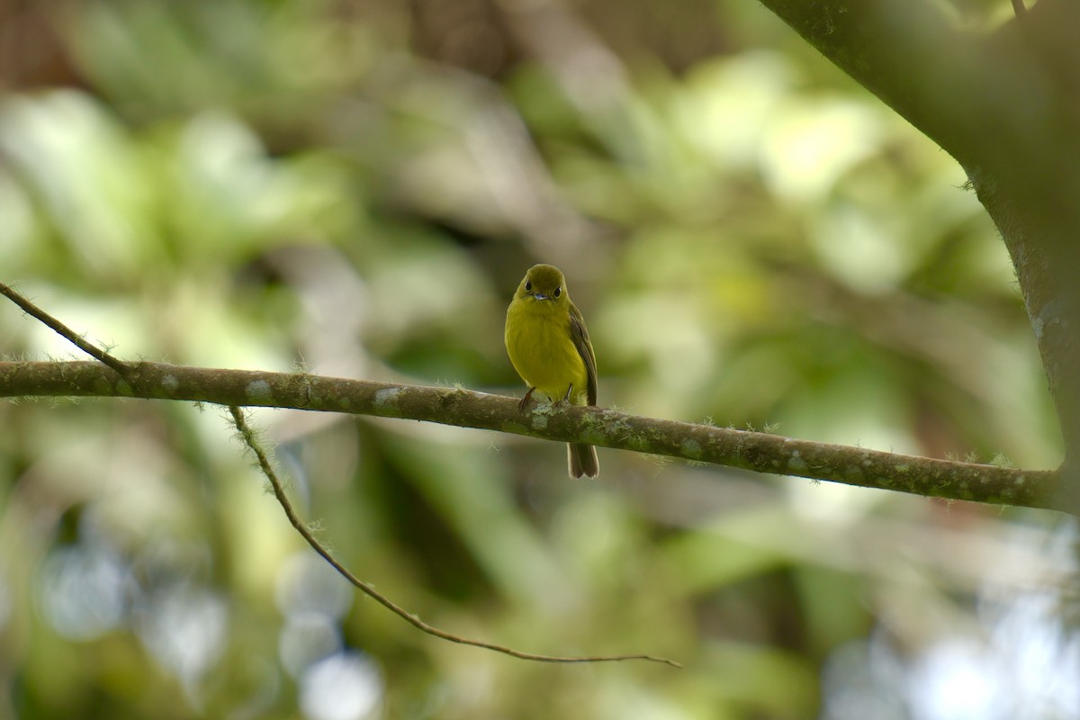 Citrine Canary-Flycatcher - ML643063641