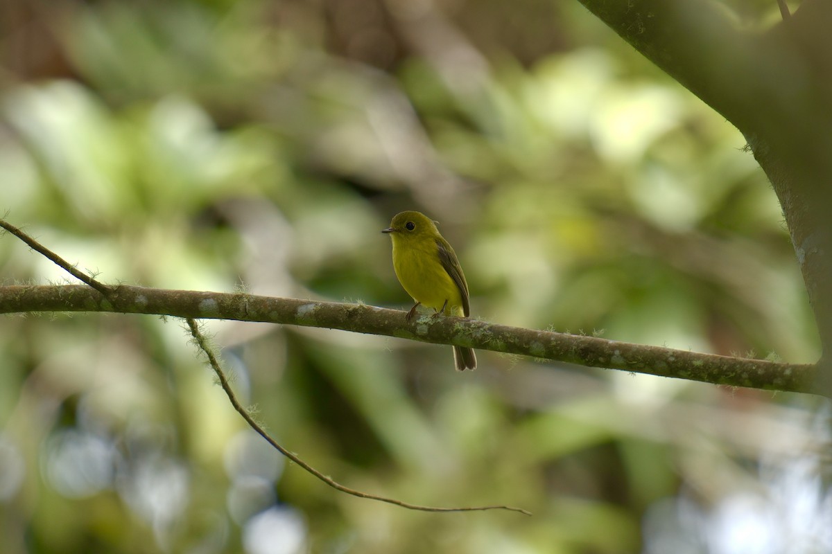 Citrine Canary-Flycatcher - ML643063642