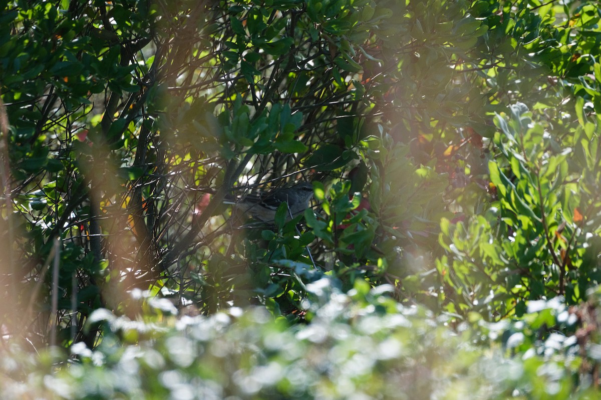 Northern Mockingbird - ML643063649