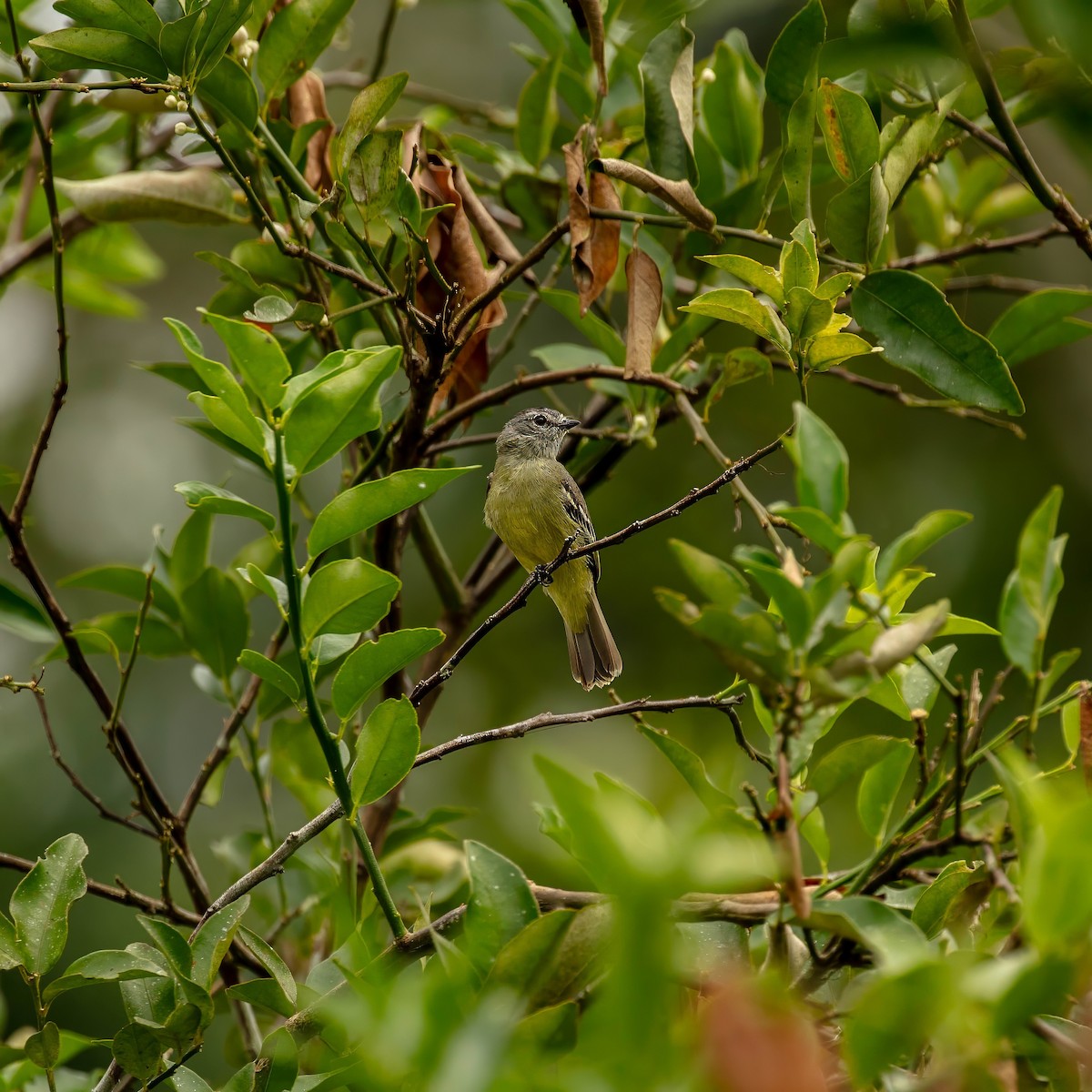 Yellow-crowned Tyrannulet - ML643063664