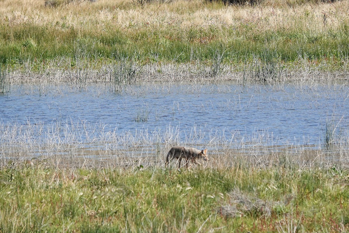 Coyote - ML643063665
