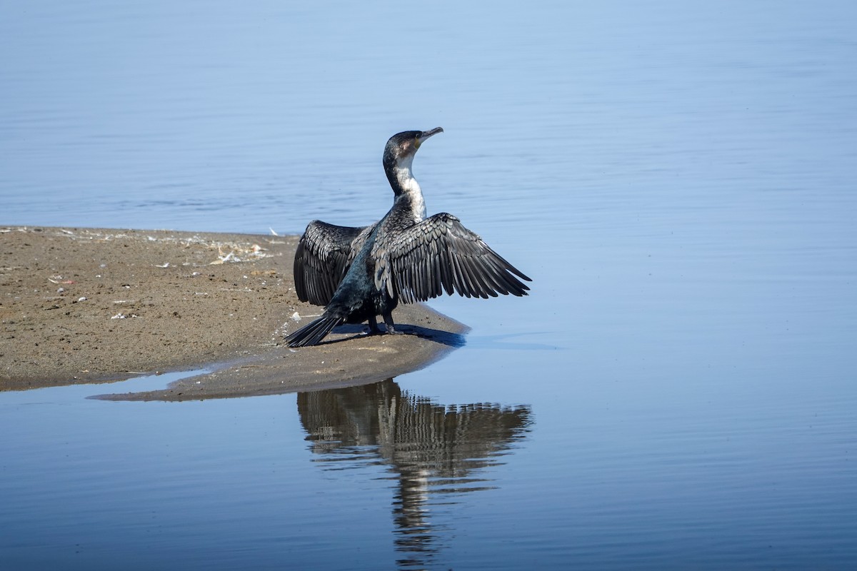 Great Cormorant (White-breasted) - ML643063668