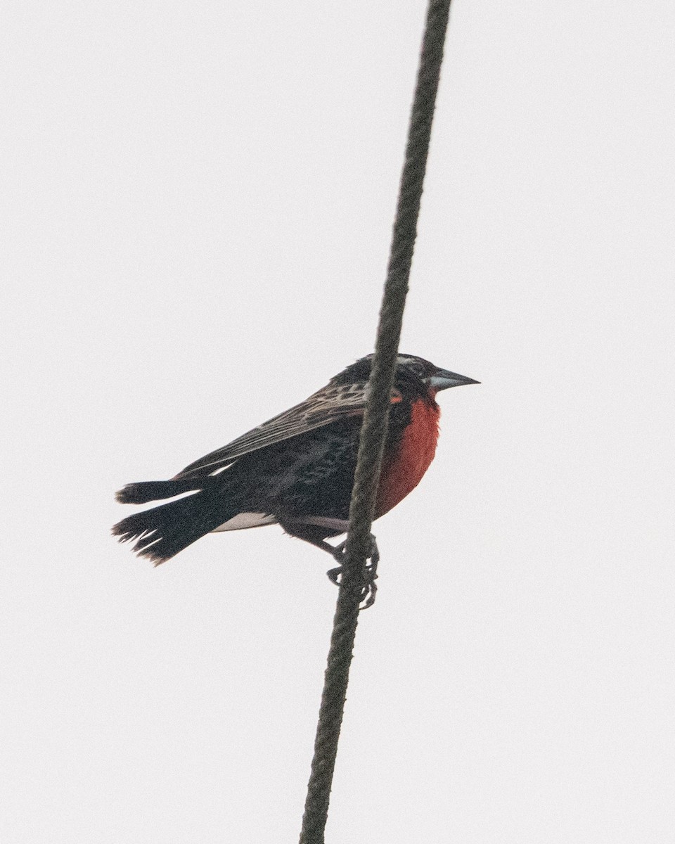 Peruvian Meadowlark - ML643063670