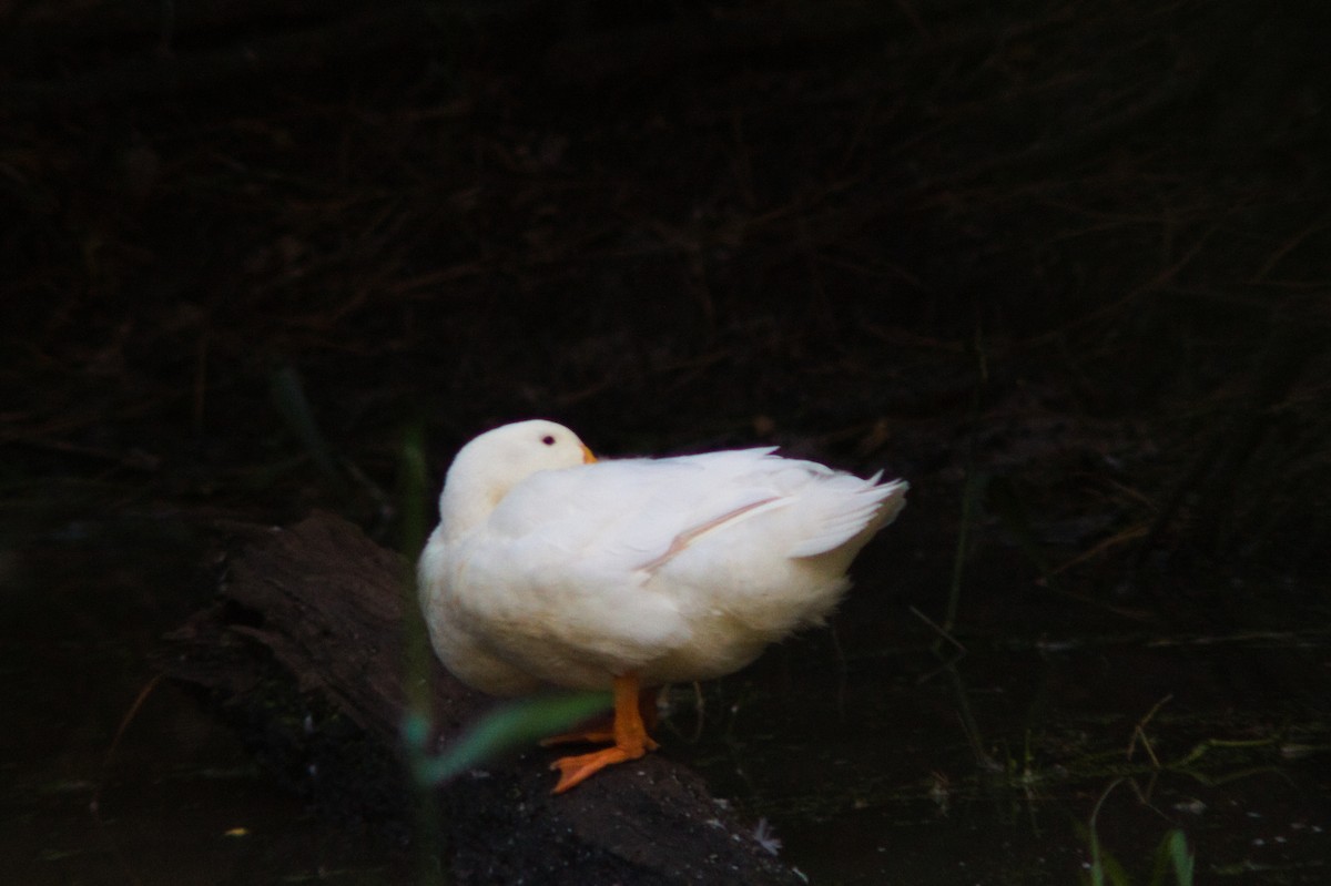 anatidé sp. (canard sp.) - ML643063685