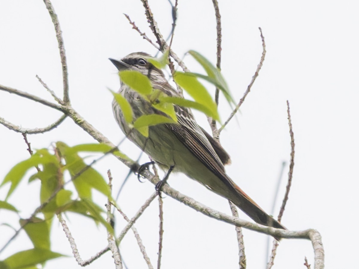 Variegated Flycatcher - ML643063686