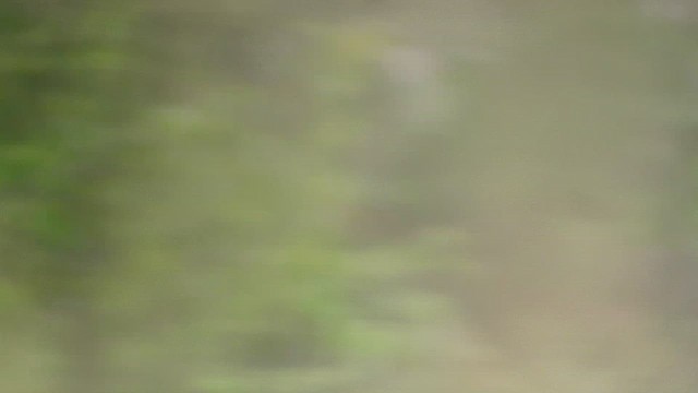 Horned Screamer - ML643063694