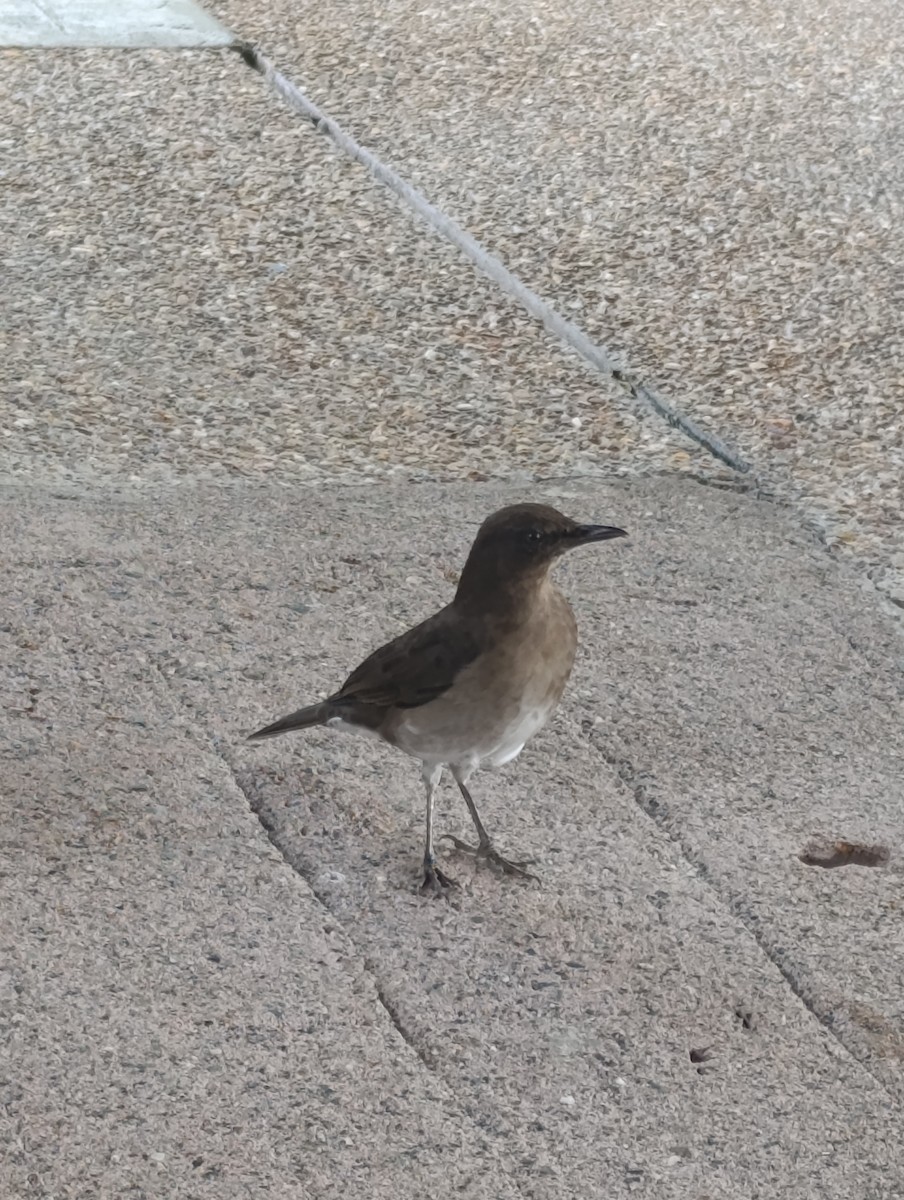 Black-billed Thrush - ML643063703