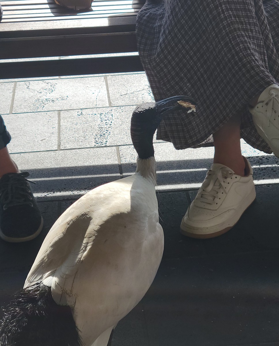 Australian Ibis - ML643063706