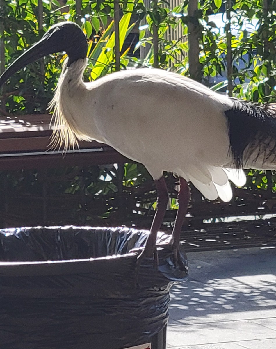 Australian Ibis - ML643063707