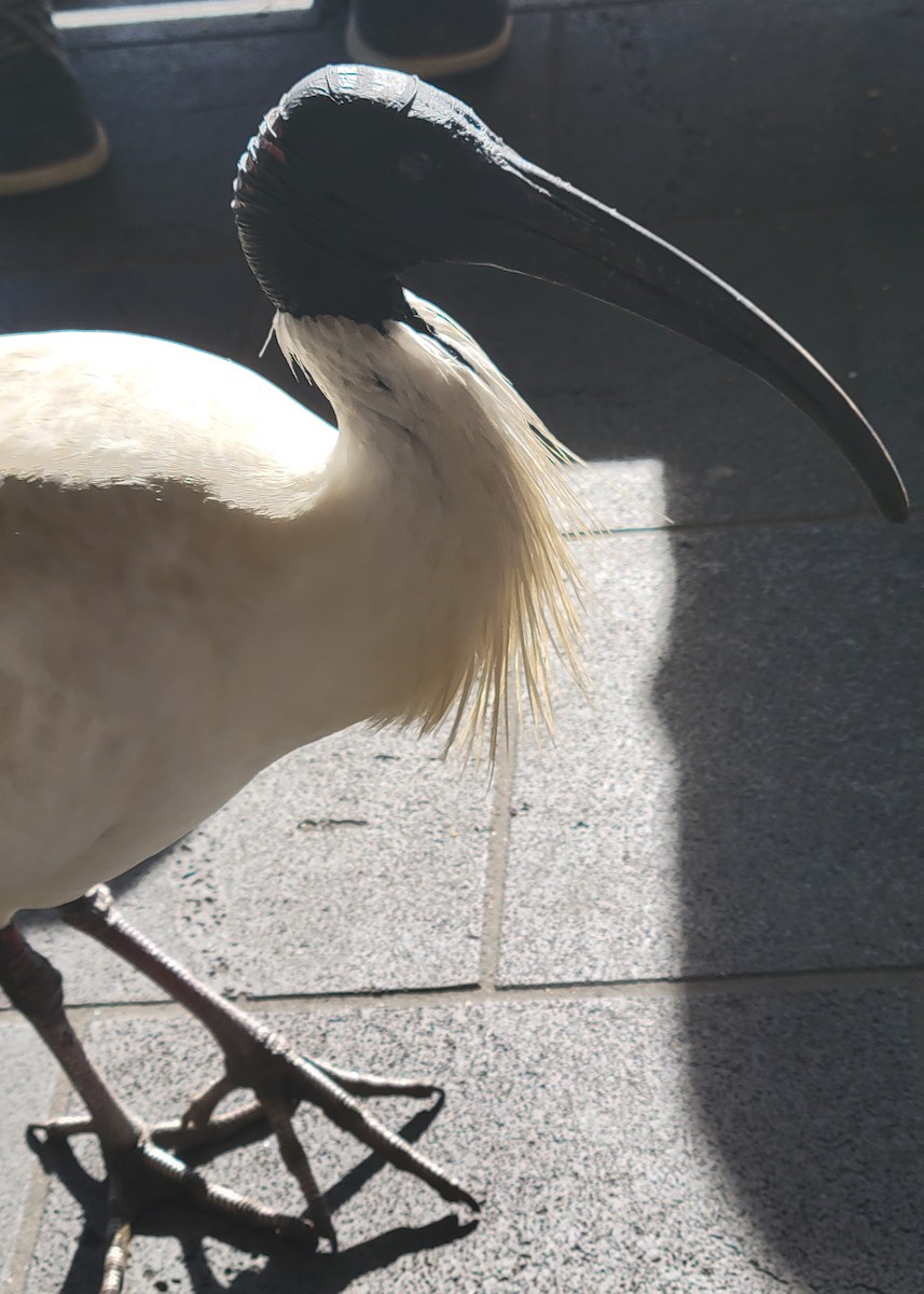 Australian Ibis - ML643063708
