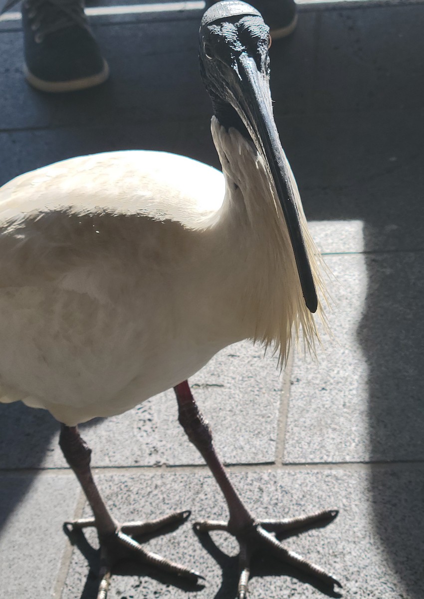Australian Ibis - ML643063709