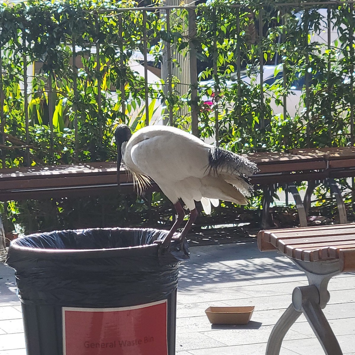 Australian Ibis - ML643063710