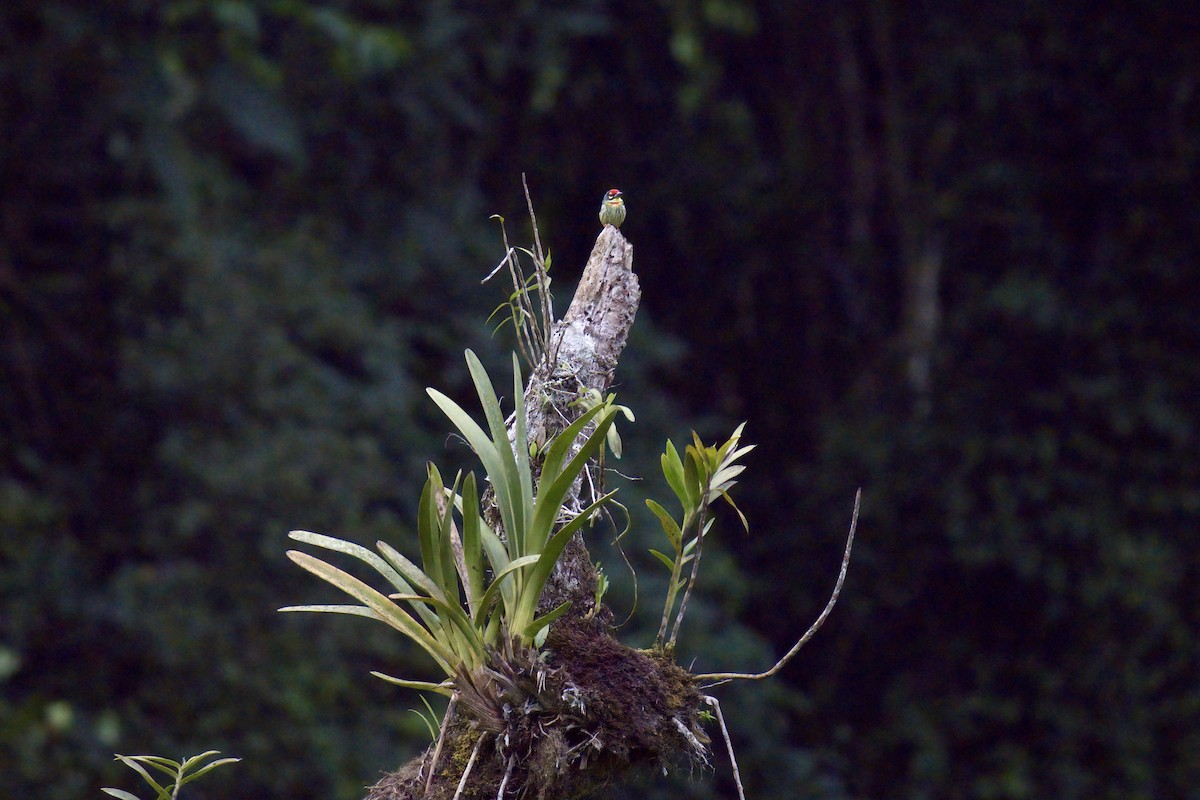 Coppersmith Barbet (Philippine Yellow-faced) - ML643063762