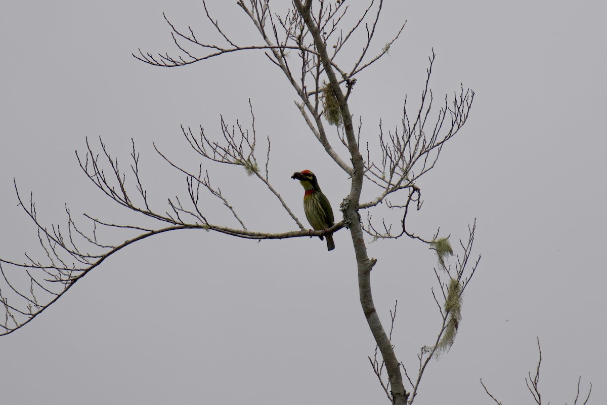 Coppersmith Barbet (Philippine Yellow-faced) - ML643063775