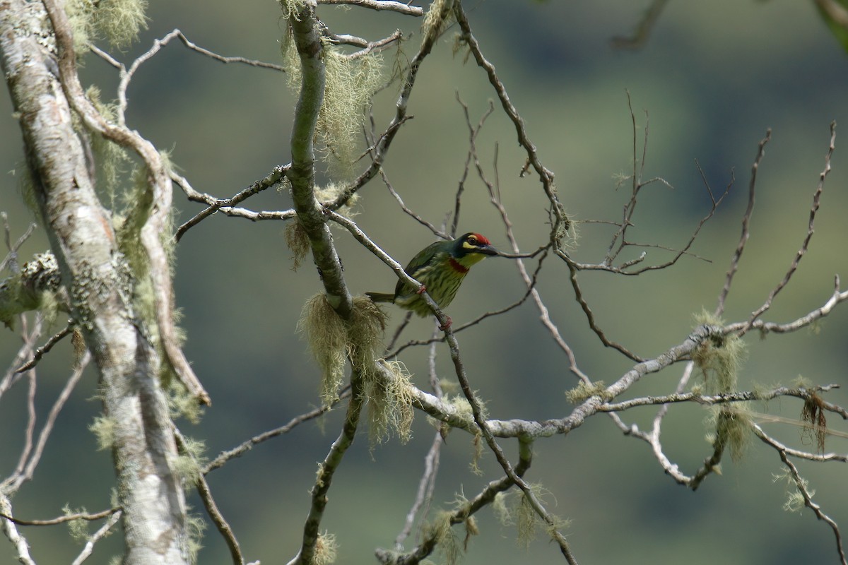 Coppersmith Barbet (Philippine Yellow-faced) - ML643063776