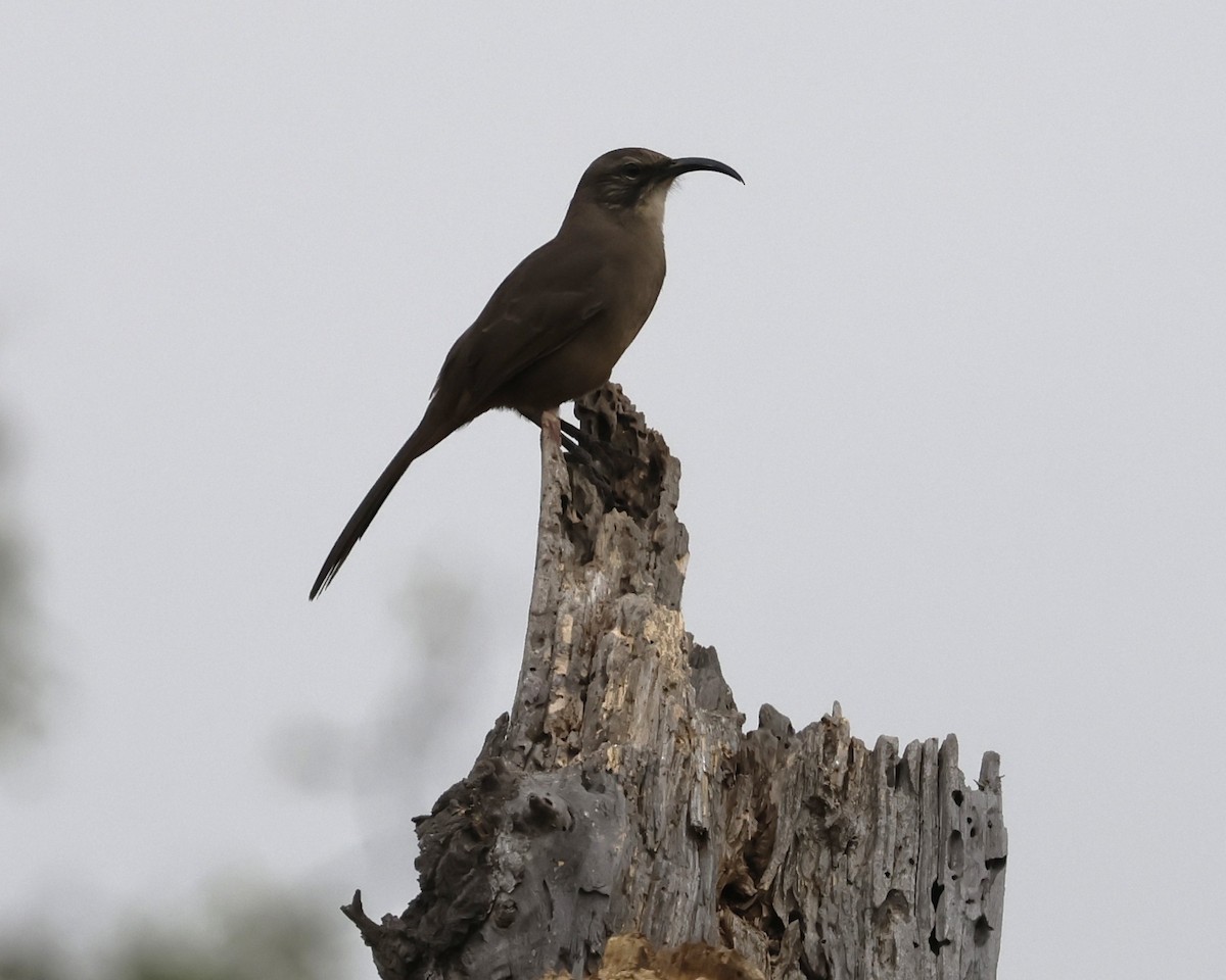 California Thrasher - ML643063783