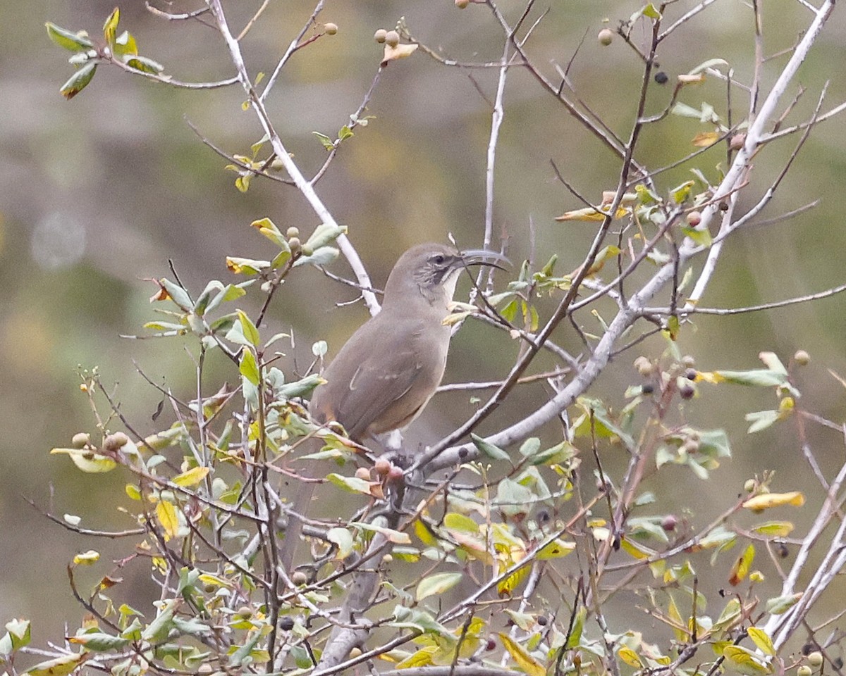 California Thrasher - ML643063784