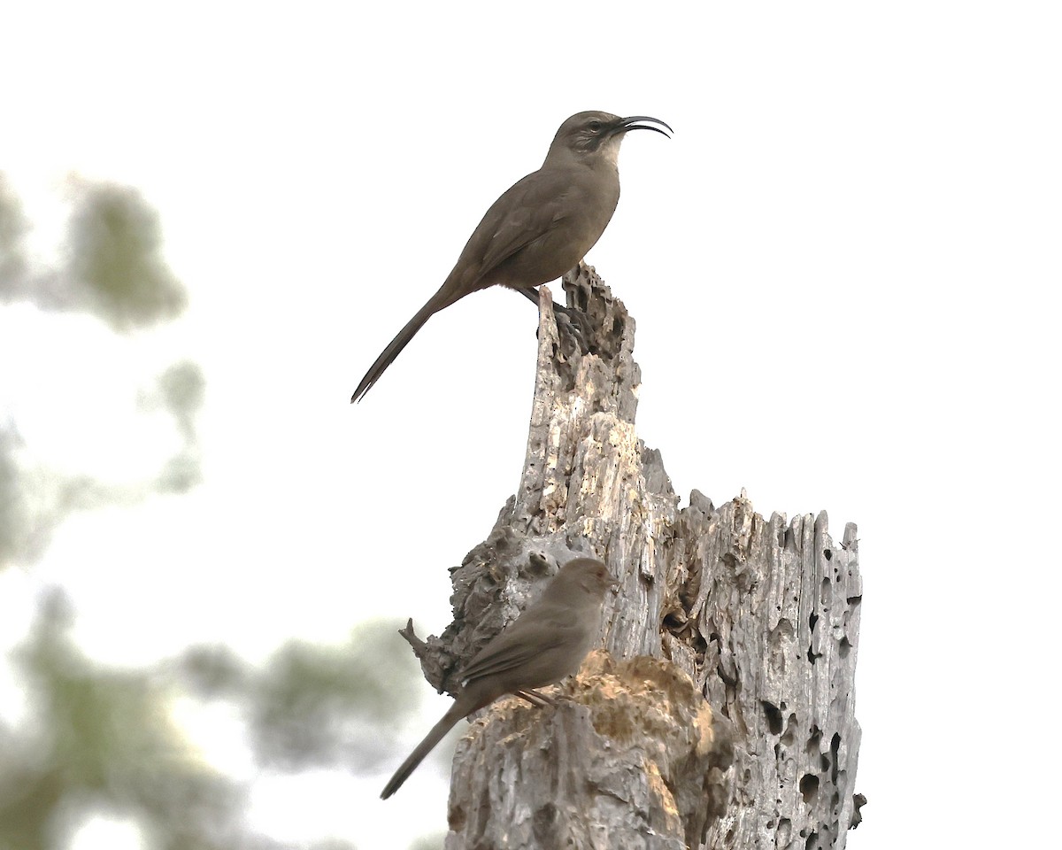 California Thrasher - ML643063785