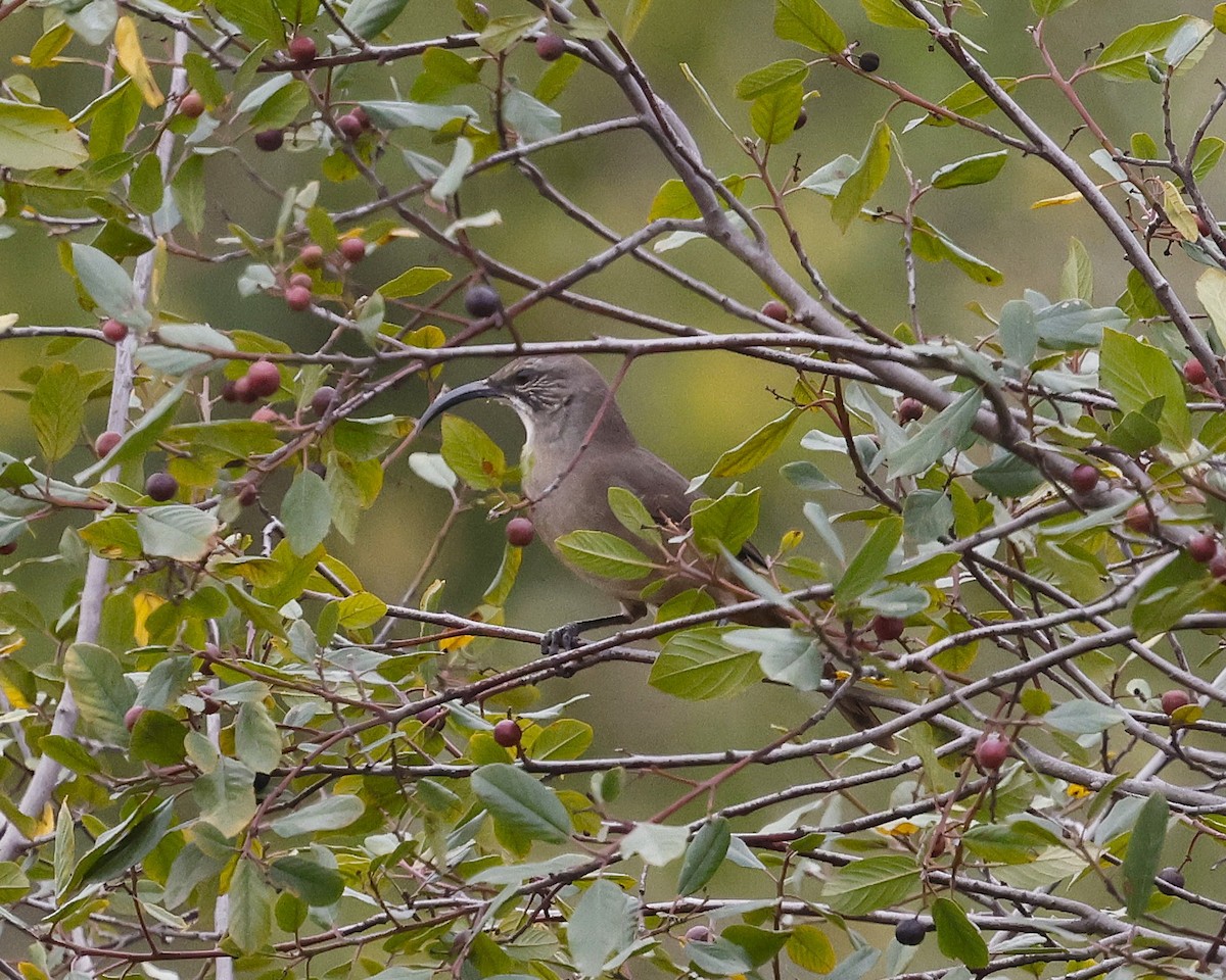 California Thrasher - ML643063786