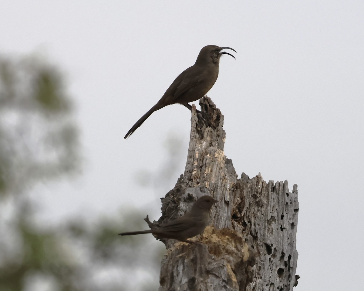 California Thrasher - ML643063787