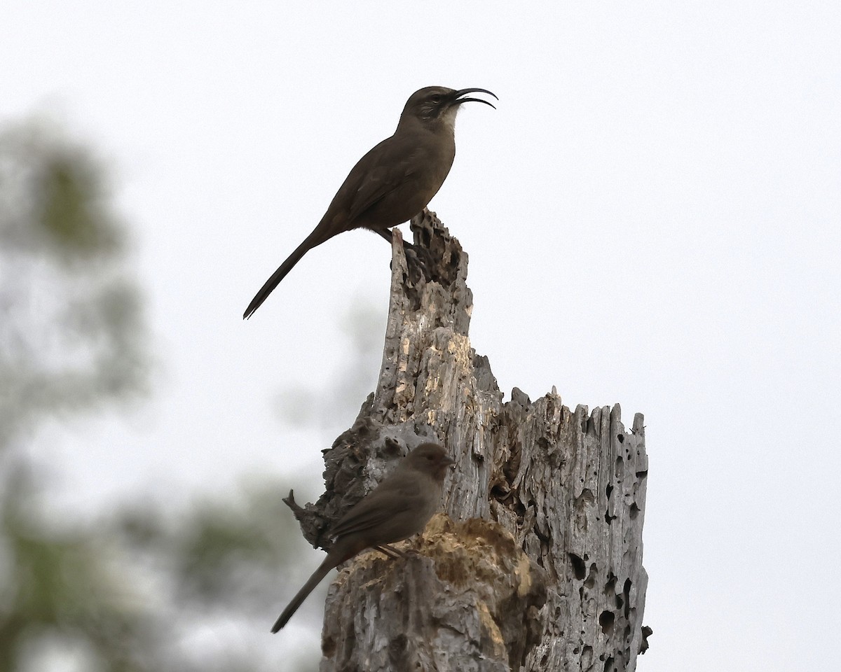 California Thrasher - ML643063788