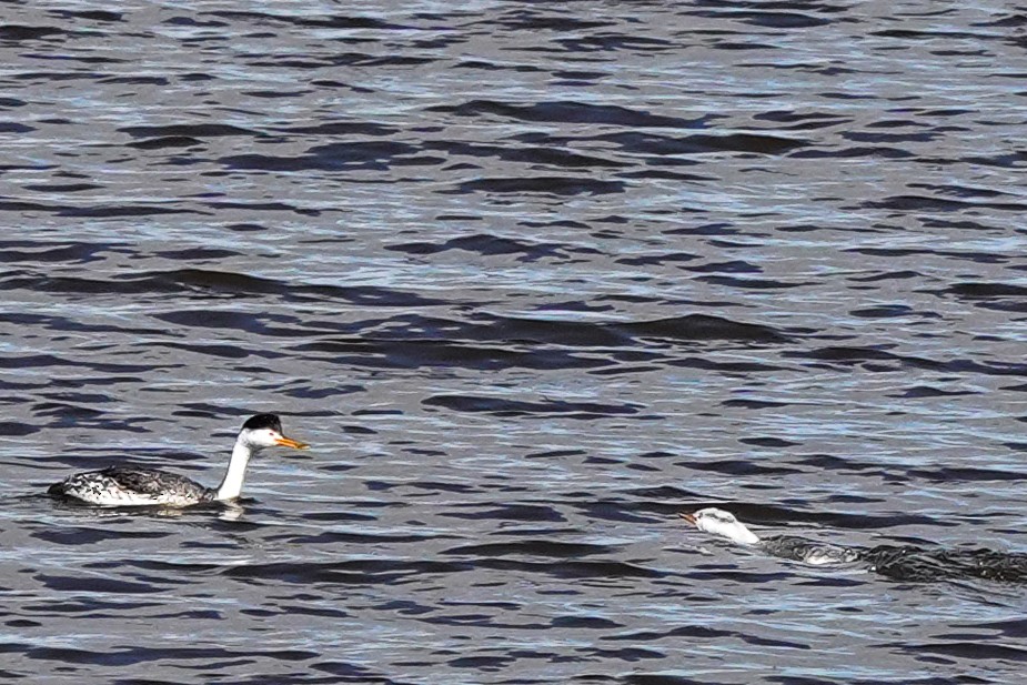 Clark's Grebe - ML643063791