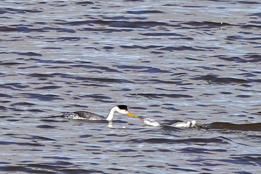 Clark's Grebe - ML643063792