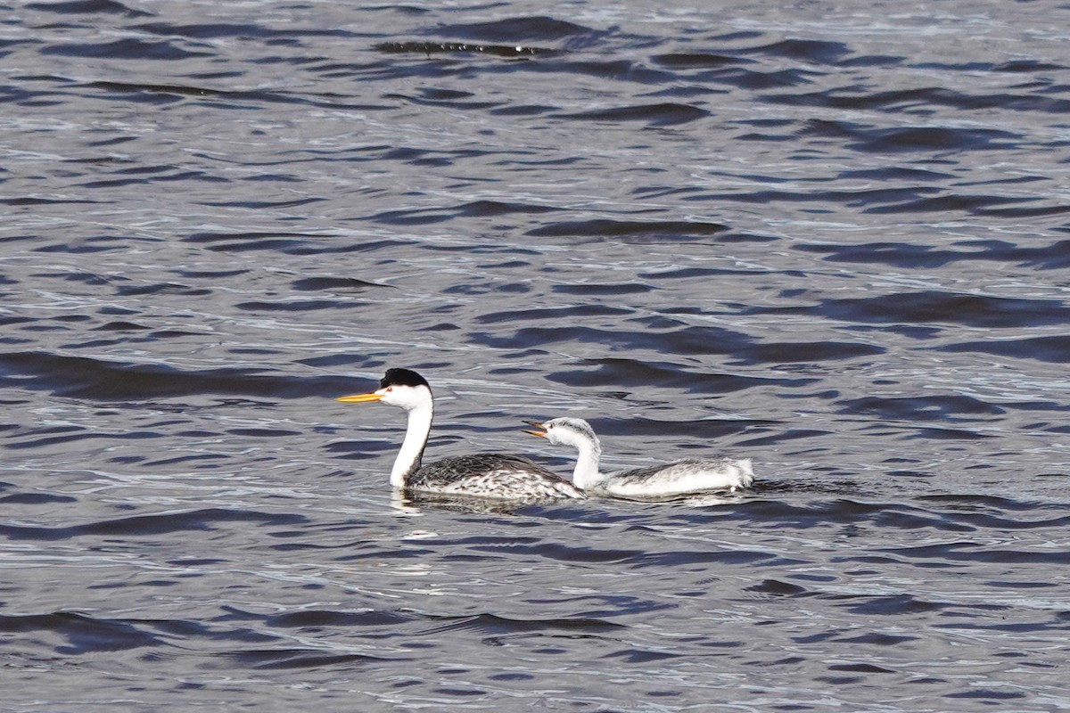 Clark's Grebe - ML643063793