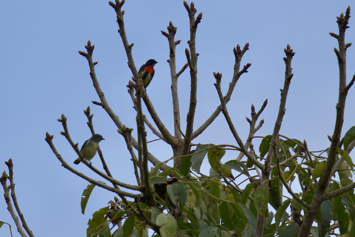 Fire-throated Flowerpecker - ML643063802
