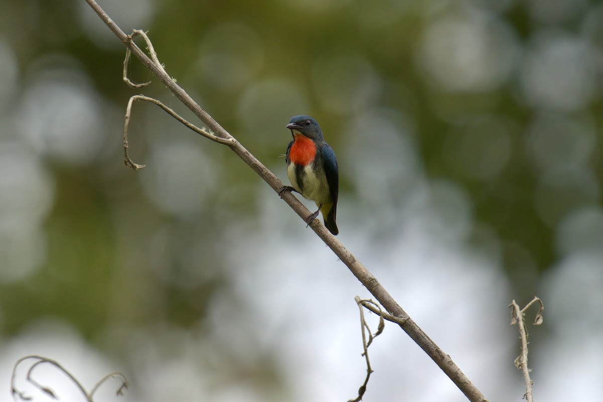 Fire-throated Flowerpecker - ML643063803