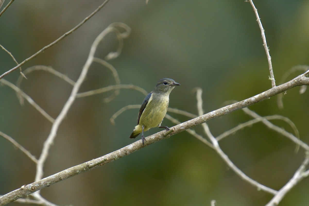 Fire-throated Flowerpecker - ML643063804